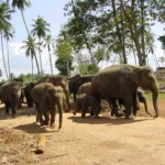 Elefanten Vorbeigang